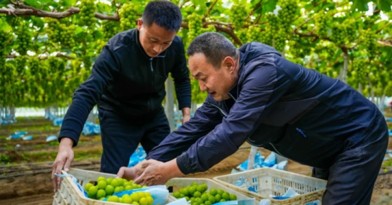 “農(nóng)旅文”融合，繪就鄉(xiāng)村振興新圖景